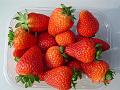Albion Vissers aardbeiplanten BV America strawberryplants (4)